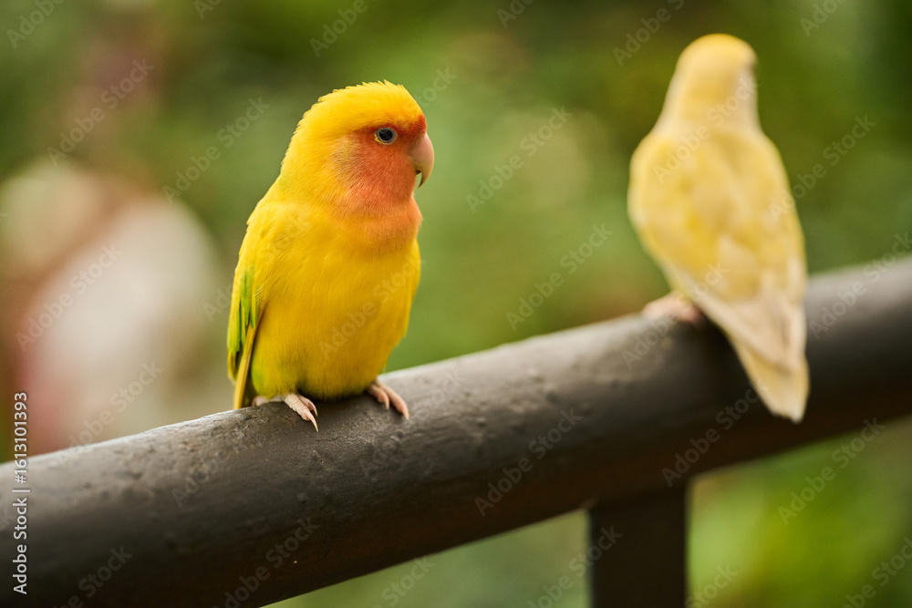 Fototapeta premium Yellow lovebird on metal perch