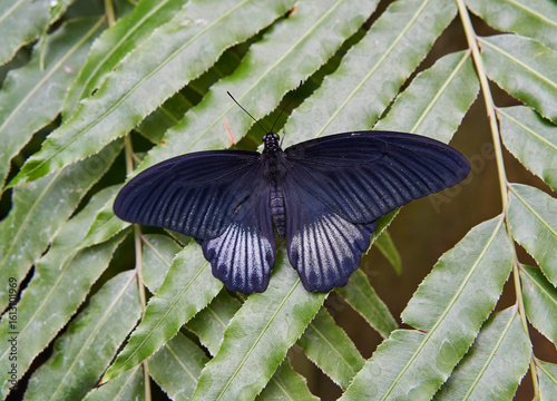 Canvas Print Great Mormon butterfly on leaf