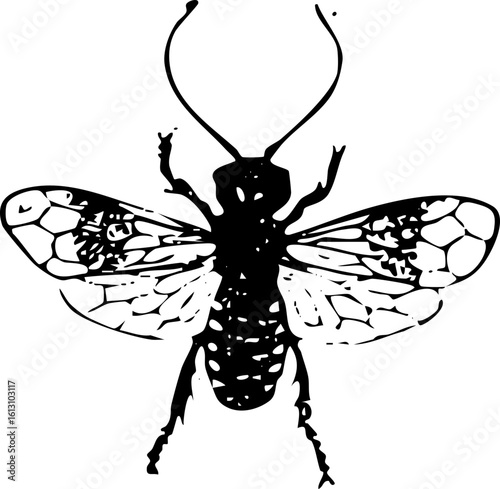 Vintage Insect Illustration