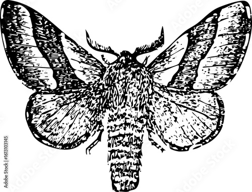 Vintage Moth Illustration