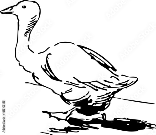 Vintage Duck Illustration