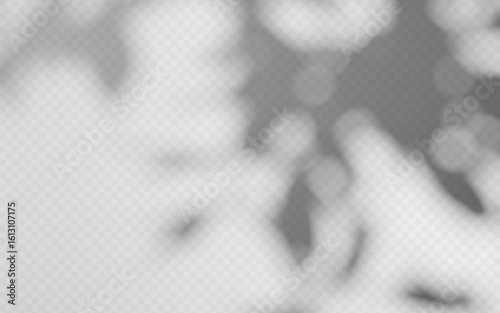 Abstract shadow overlay from tree branch on a transparent background.