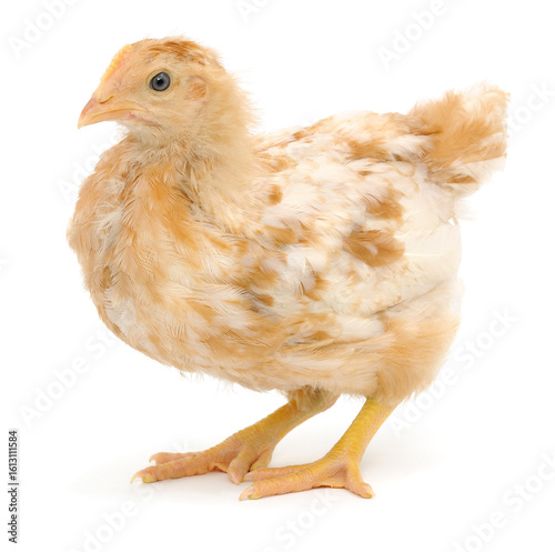 Brown hen isolated.