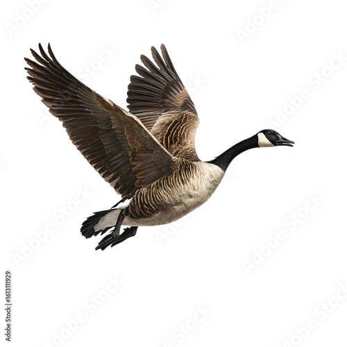 A canada goose is captured in midflight with its wings spread wide on transparent background