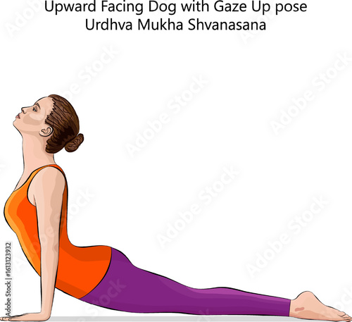 Young woman practicing Urdhva Mukha Shvanasana yoga pose. Upward Facing Dog yoga pose. Isolated vector illustration.