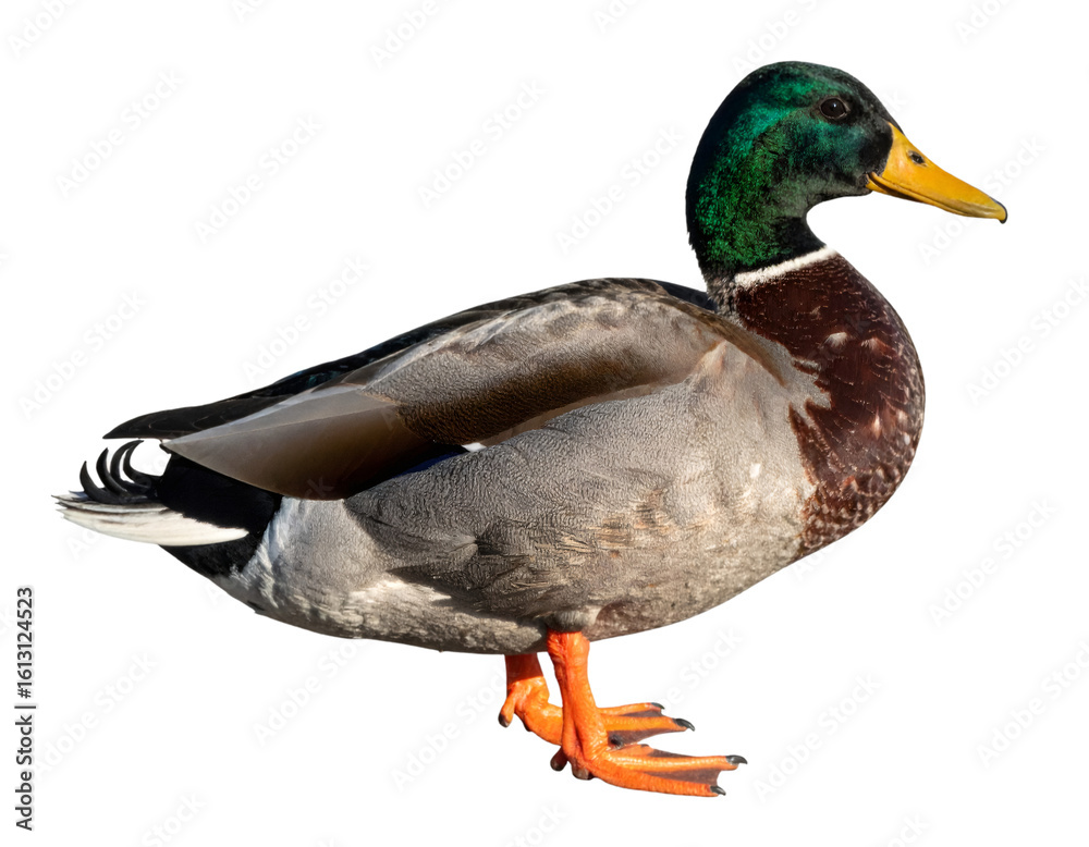 Obraz premium Male mallard duck standing in full body profile, displaying iridescent green head, orange webbed feet against transparent backdrop
