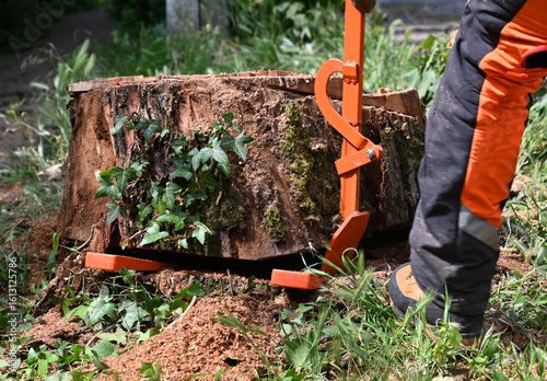 Φωτογραφία Cutting down a tree stump in a garden using a manual stump remover on a sunny da