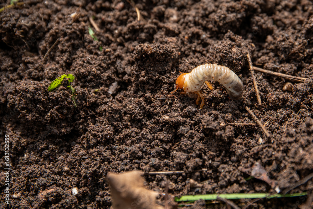 Fotografie White Grub Crawling in Soil Close-Up View