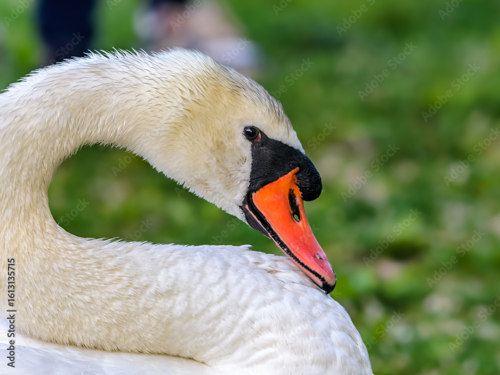 Fototapeta premium mute swan cygnus olor
