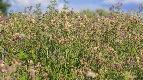 Wallpaper Mural Creeping Thistle (Cirsium arvense) blooming in summer. Canada thistle or field thistle. Honey flower. Torontodigital.ca