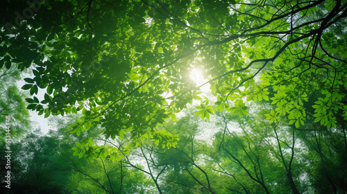 sunlight in the forest