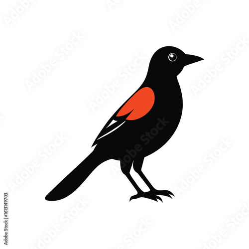 oriole isolated on white background