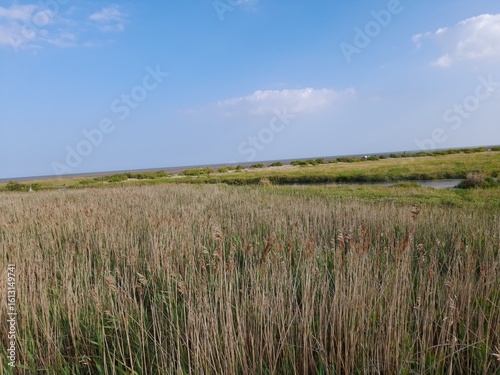 A serene wetland scene on Mersea Island with tall reeds in the foreground and calm water beyond. The open blue sky and natural vegetation evoke peace and ecological beauty.