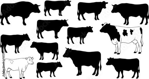 cow silhouette Vector set, cattle silhouettes, diverse breed of cows. Ideal for farm, ranch branding. Perfect for logos, decals. Black, white background. Bulls, cows, standing, walking, running
