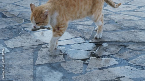 Wallpaper Mural A rugged ginger tabby cat with torn ears carries a small fresh fish in its mouth while walking confidently on an old cobblestone street in Varkiza, Greece Torontodigital.ca