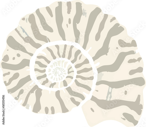 Illustration of a fossilized ammonite shell with a spiral pattern and textured surface.
