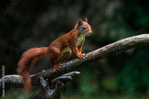 Squirrel standing on a tree watching the area.