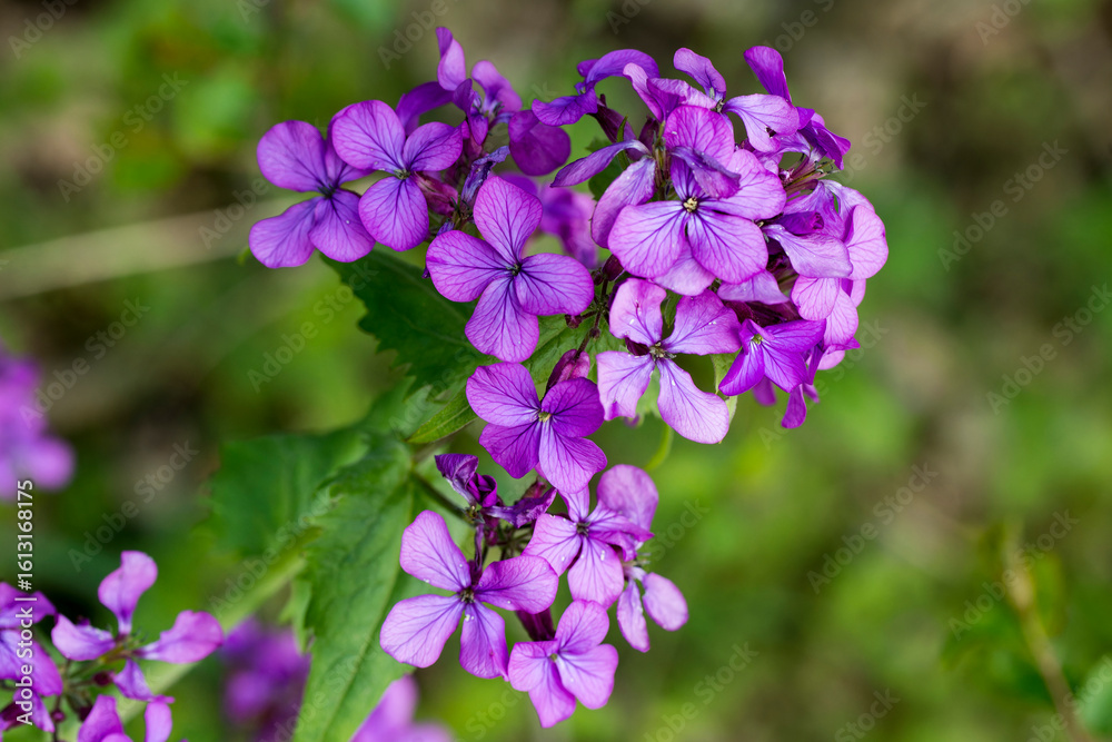 Blüten des Silberblatt, Silbertaler, Silberling, Judaspfennig oder Mondviole
Blüten des Silberblatt, Silbertaler, Silberling, Judaspfennig oder Mondviole