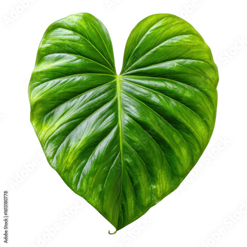 Vibrant heart-shaped green leaf botanical garden close-up photography natural environment top view beauty of nature
