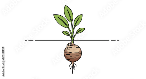 The Fascinating Growth Process of a Root Vegetable Undergoing Biological Development