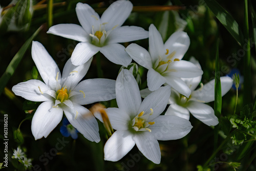 white and yellow flowers