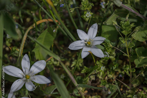 forget me not flowers