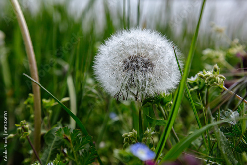 dandelion in grass