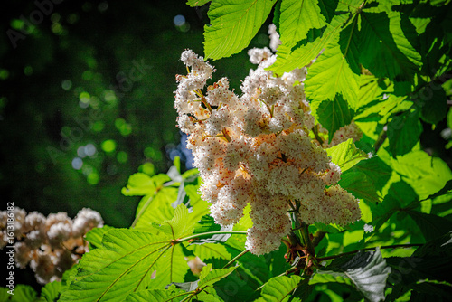 wild flowers in the forest