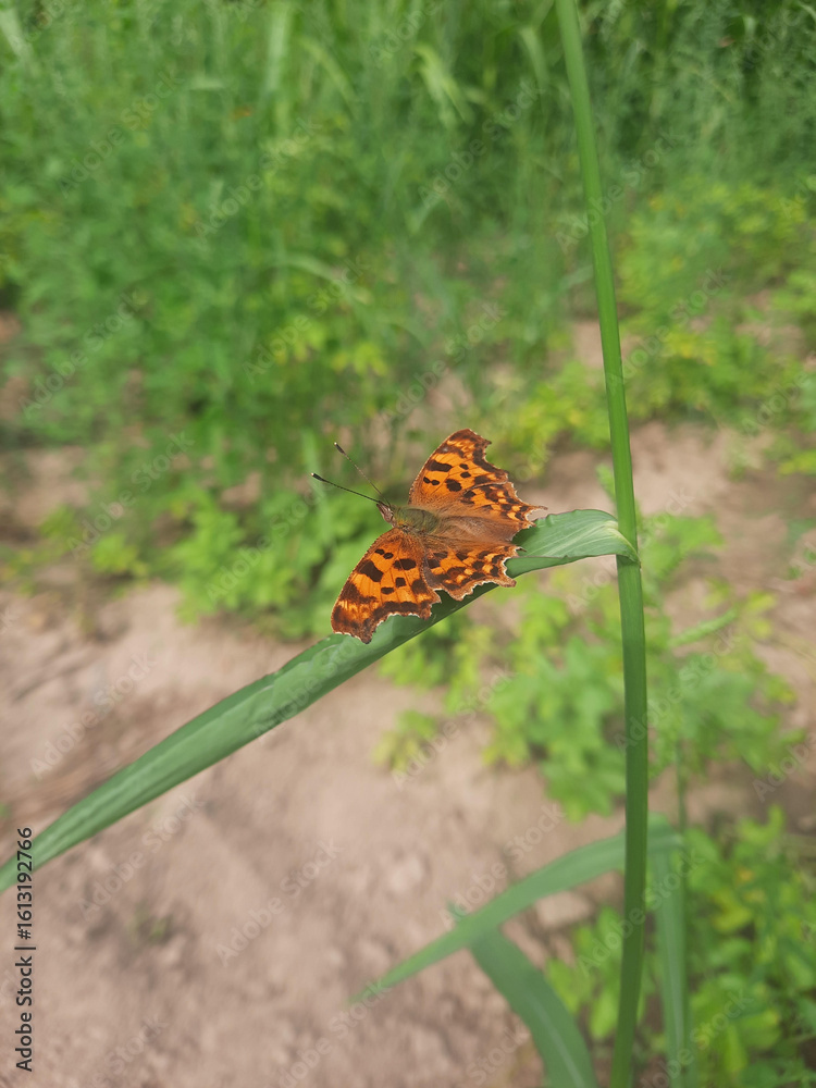 Butterfly on a grass twig Butterfly on a grass twig