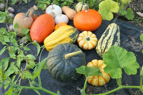 Pumpkins and squashes harvest in the garden. Autumn garden.