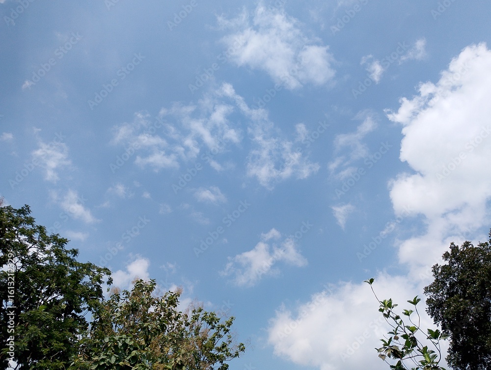 Obraz premium sky and tree