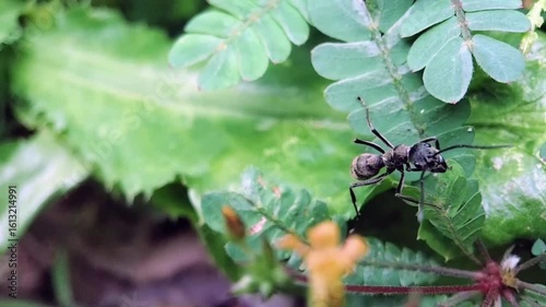 Closeup of a Black Spiny Ant Exploring Green Leaves in Tropical Garden, Nature Macro Insect Footage