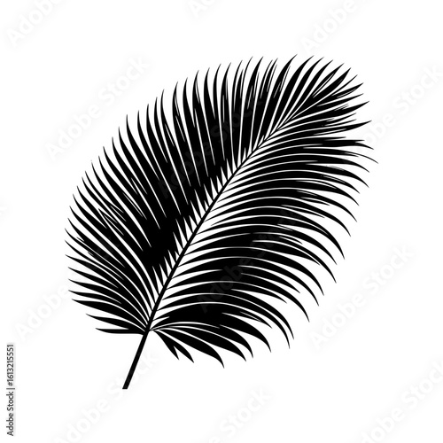 Detailed black palm frond leaf isolated on white background