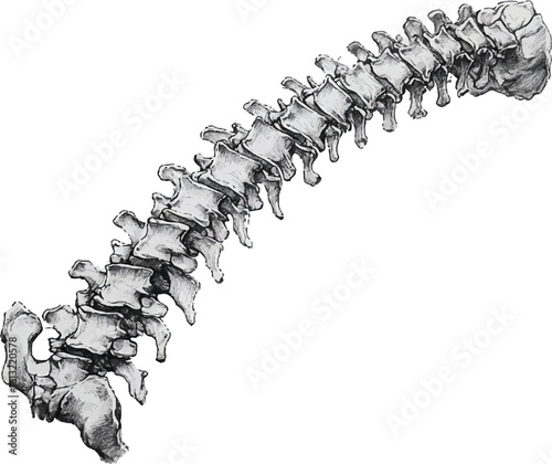 Human_spine_focusing_on_the_vertebrae
