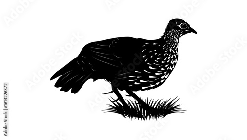 Sri Lanka Spurfowl bird, black isolated silhouette