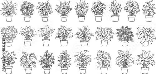 Collection of various potted houseplants in a clean line drawing illustration