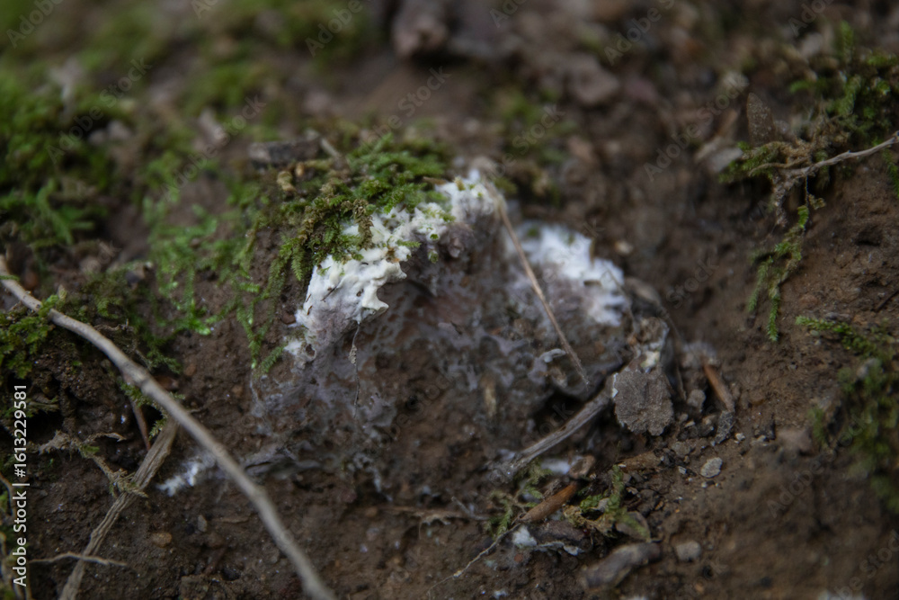 Fototapeta premium Silver Leaf Fungus - Chondrostereum purpureum