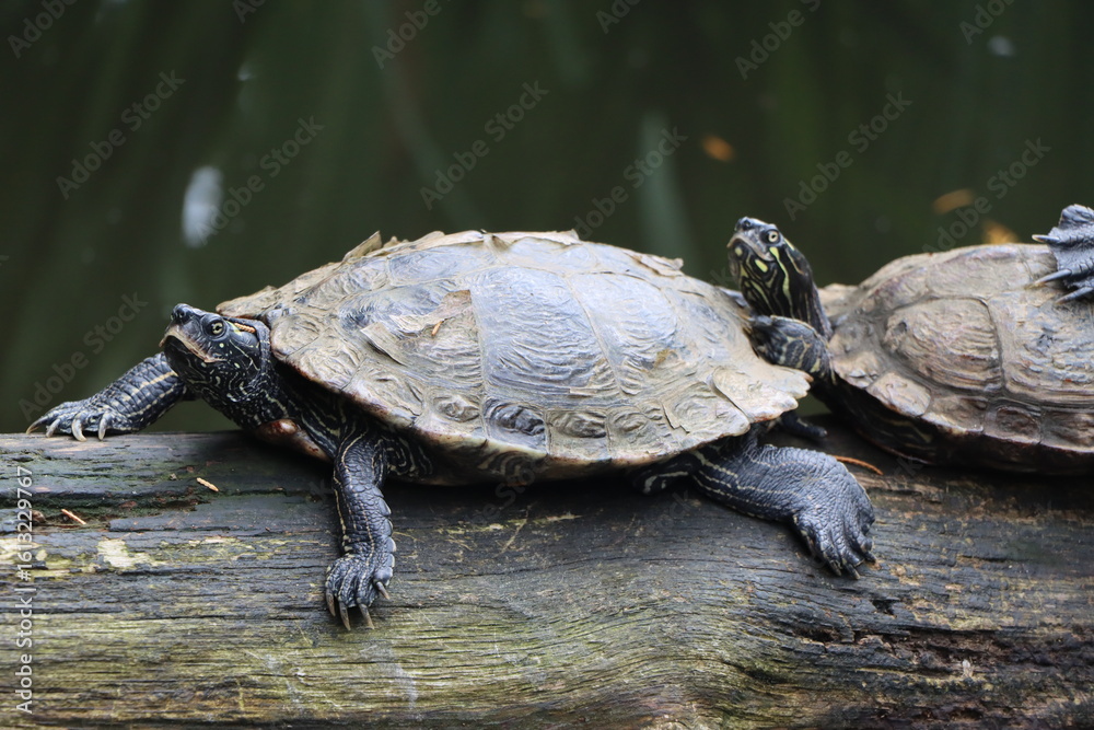 Fototapeta premium Schildkröten - Rotwangenschildkröte - Sonnenbad