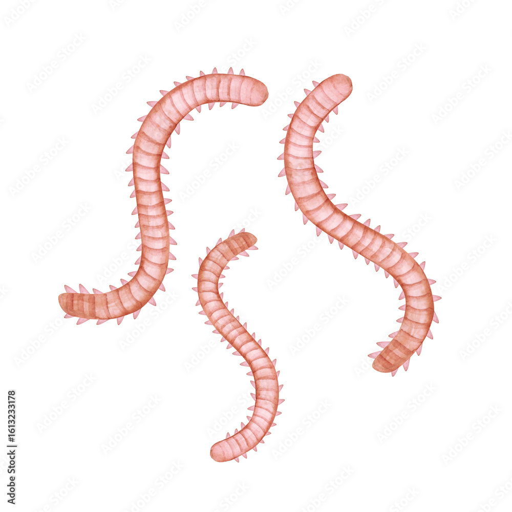 Obraz premium 海釣り 魚釣り 釣り餌 アオイソメ 水彩 イラスト