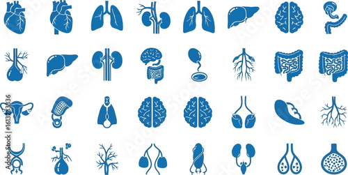 Collection of Human Organs, Medical Illustration
