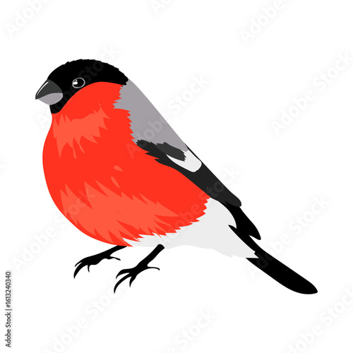 Illustration of a bullfinch with red breast and black head perched on its feet in a white background