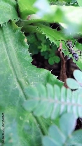 Polyrhachis Ant Walking Through Green Foliage, Insect Macro Video in Jungle Environment