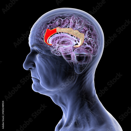 Fotografia Elderly human brain, mid-sagittal view with anterior cingulate cortex highlighted in red, key in memory, attention, emotion, often affected in Alzheimer's disease and depression, 3D illustration