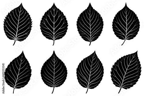 Illustration of eight black leaves with prominent veins arranged in a symmetrical pattern on white background
