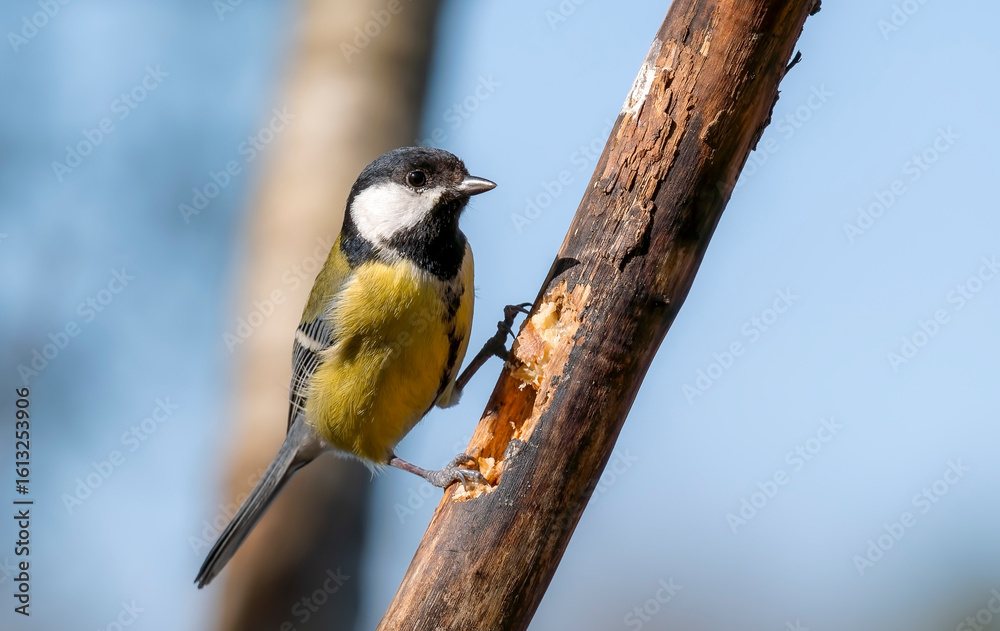 Obraz premium Feldsperling