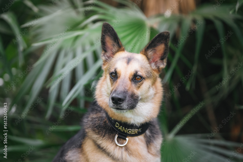 Fototapeta premium A beautiful large black-and-tan dog is playing and running against a backdrop of vibrant green grass