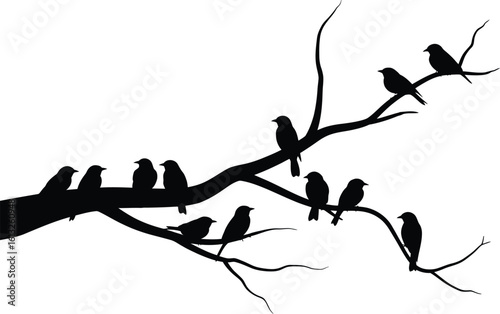 A flock of small birds perched on a bare tree branch in a striking black silhouette