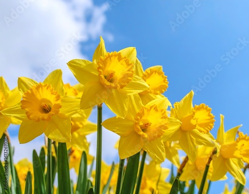 Bright yellow daffodils against a clear blue sky