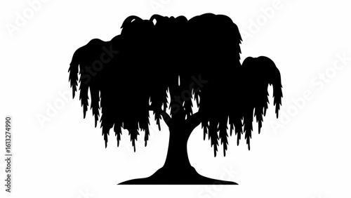 Silhouette of a weeping willow tree with its distinctive drooping branches against a white background scene