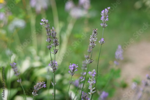 lavender flowers in the field